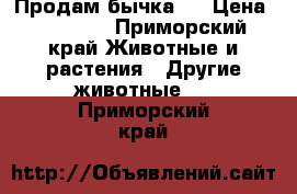 Продам бычка   › Цена ­ 10 000 - Приморский край Животные и растения » Другие животные   . Приморский край